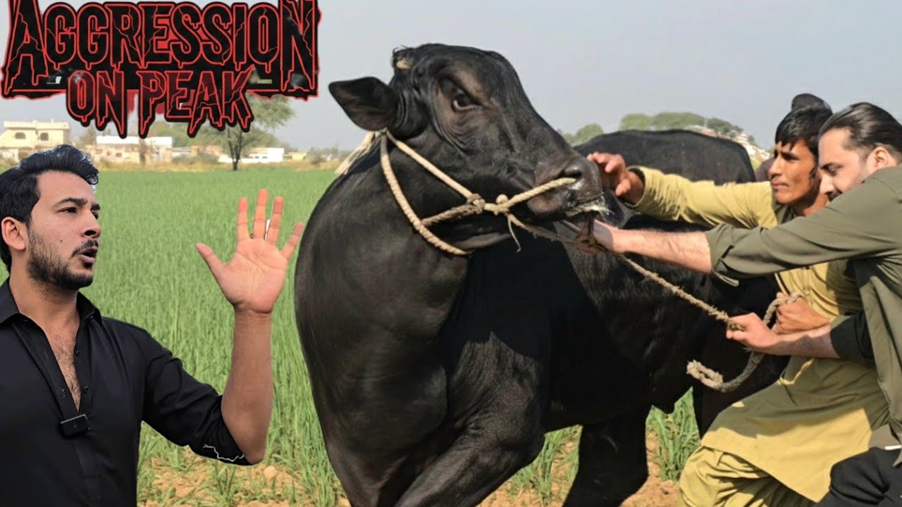 Dera Lajpal - Dangerous Bulls - Fateh Jang Bulls 2026 - Cow Mandi 2026 -Bakra Mandi 2026