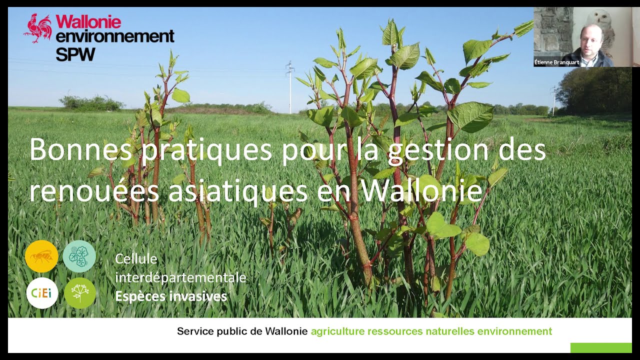 Webinaire | Renouée du Japon en Wallonie, par Étienne Branquart et le COBARIC