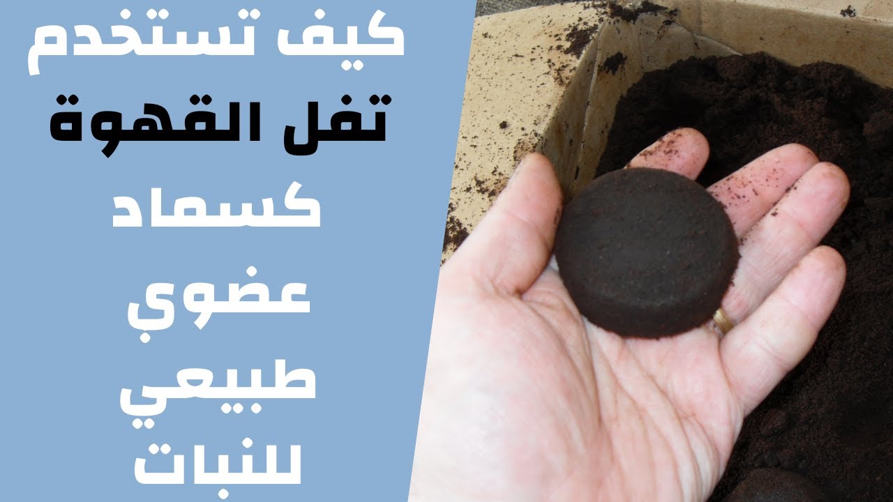 تفل القهوة سماد عضوي طبيعي للنبات