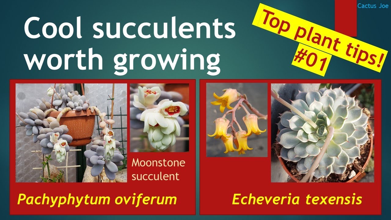 How To Grow MOONSTONE SUCCULENT Pachyphytum oviferum & ECHEVERIA texensis #succulentscare collection
