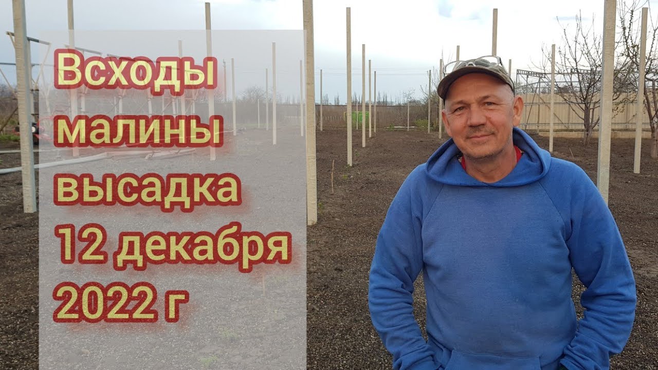 Закладка новых маточных рядов малины. WhatsApp 89525797557  Петрович