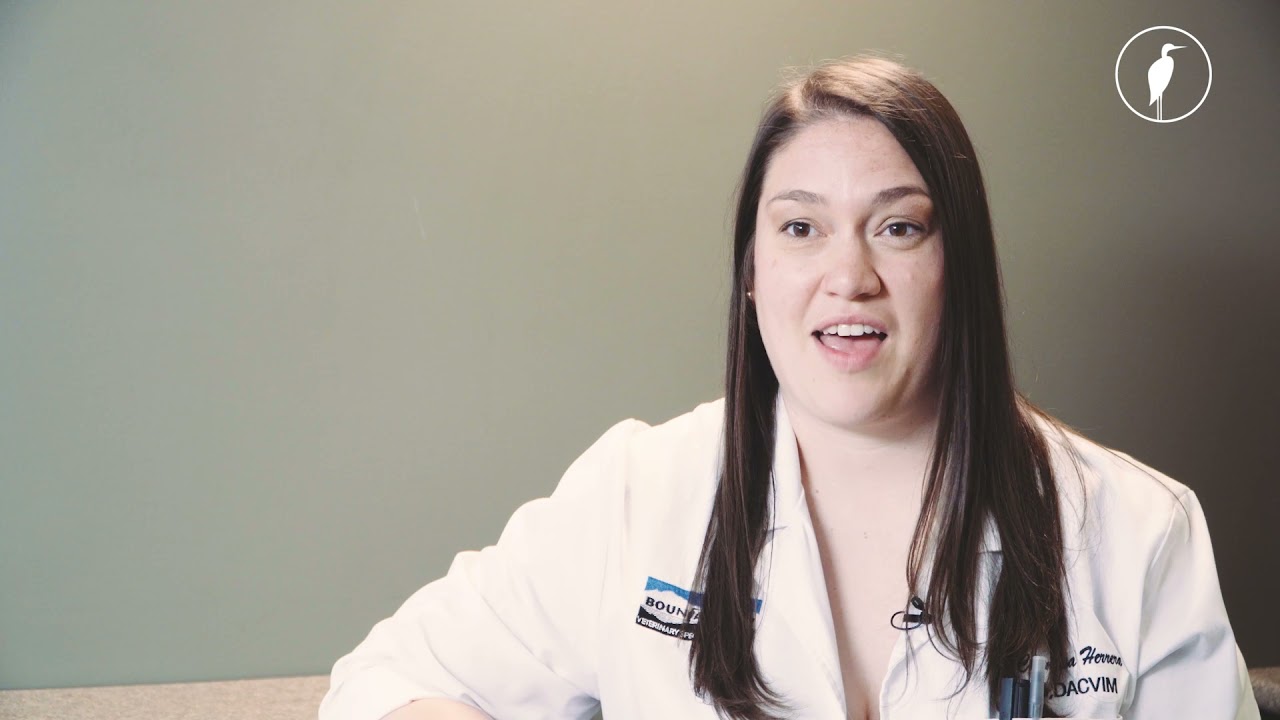 Meet Dr. Chamisa Herrera | veterinary oncologist