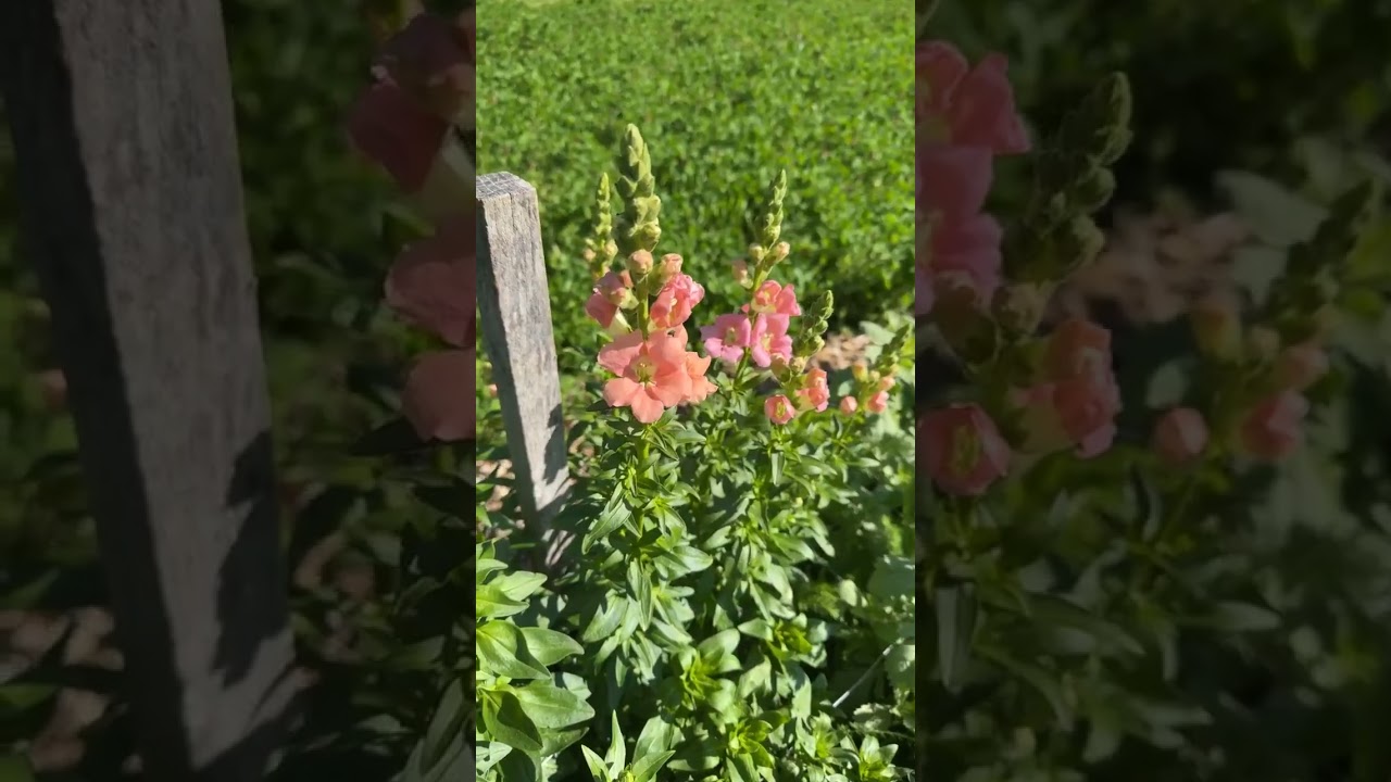 Цветущие прохладные цветы 8 апреля! #gardenersworkshopfarm