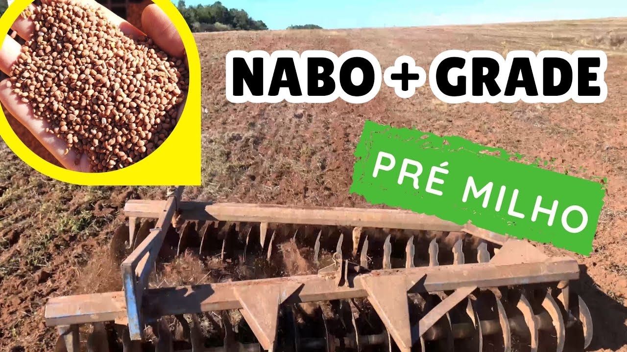 Semeando NABO pré plantio de milho…