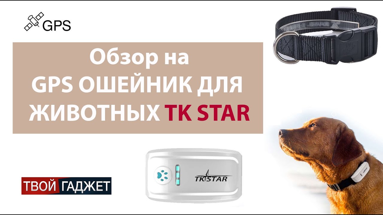 Обзор GPS ошейник для собак и кошек TK Star