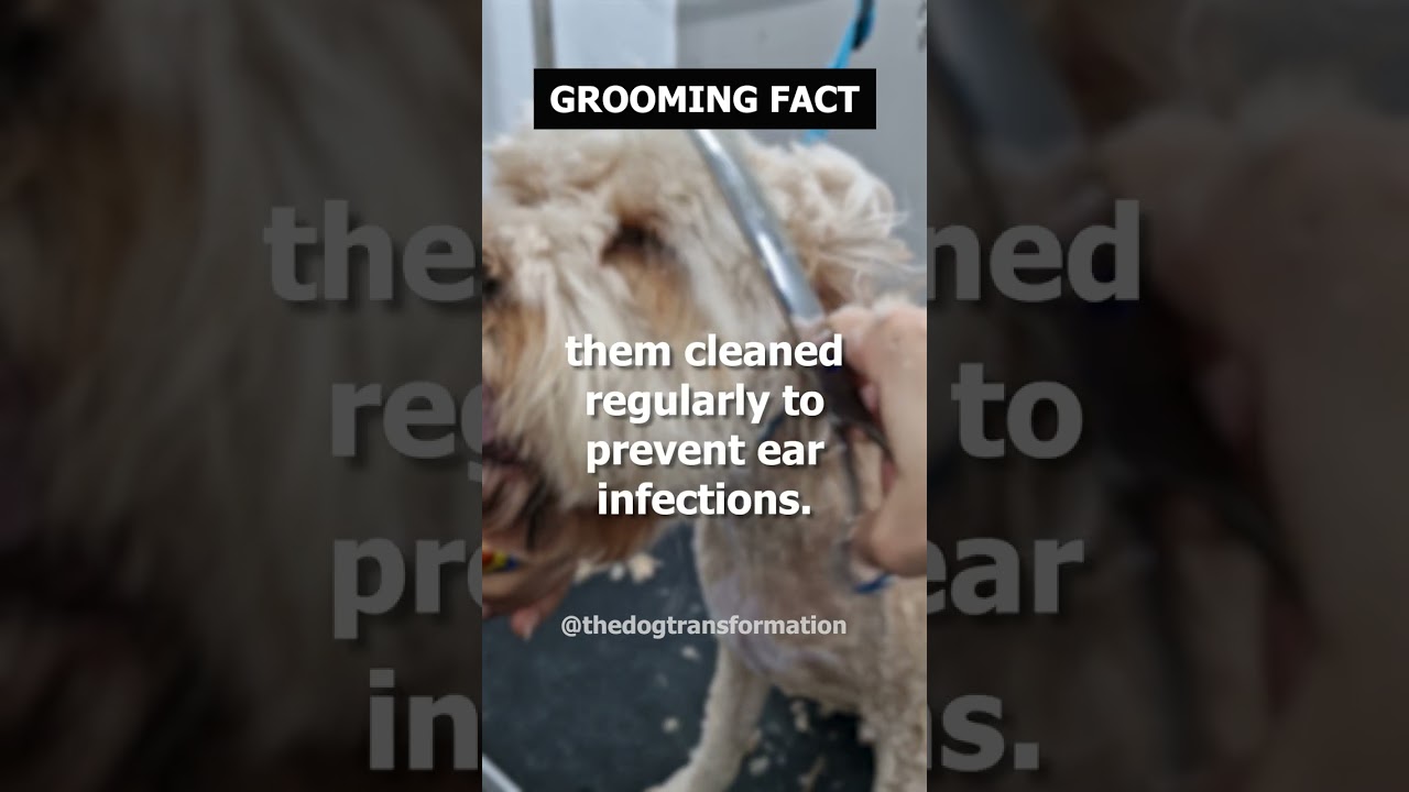Dogs with long ears may need..