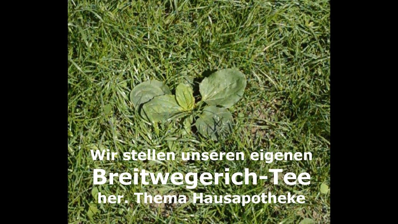 Breitwegerich - Kostbare Heilpflanze