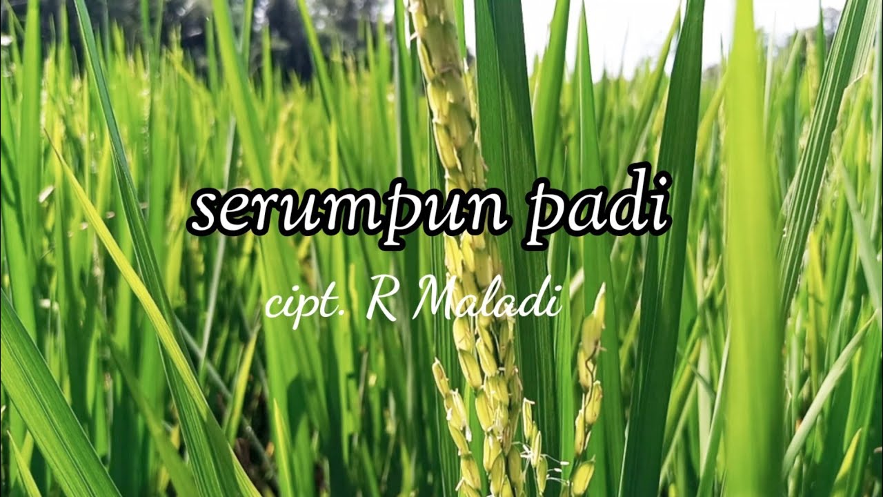 R Maladi - Serumpun Padi (Lagu Nasional Indonesia)
