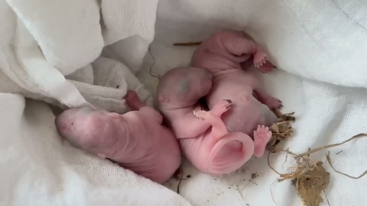 Newborn Squirrels Saved from Tree Being Cut Down - Sanctuary Episode 9