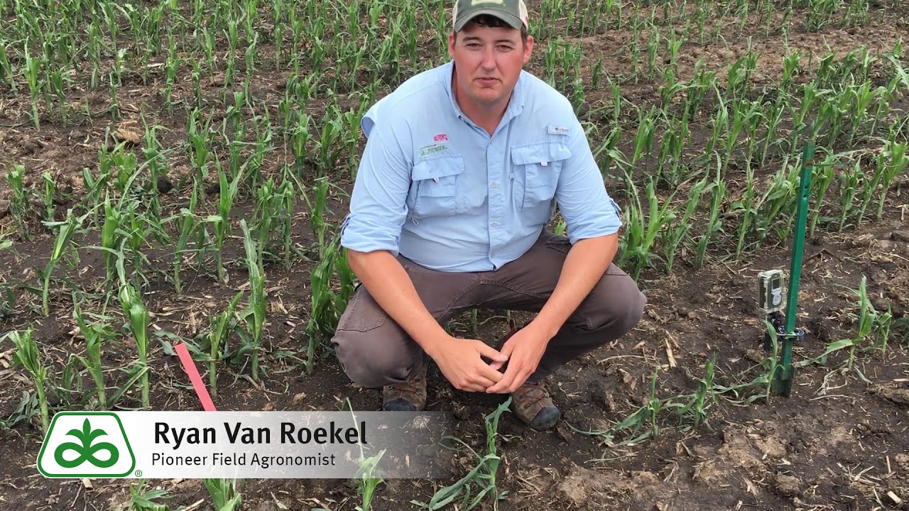 Hail Damage in Corn