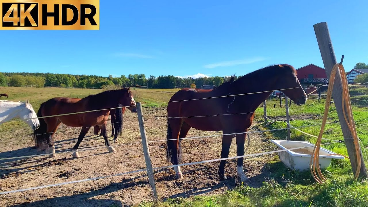 Norway Countryside Walk | Farm & Horse Centre Tour Blixland [4K]