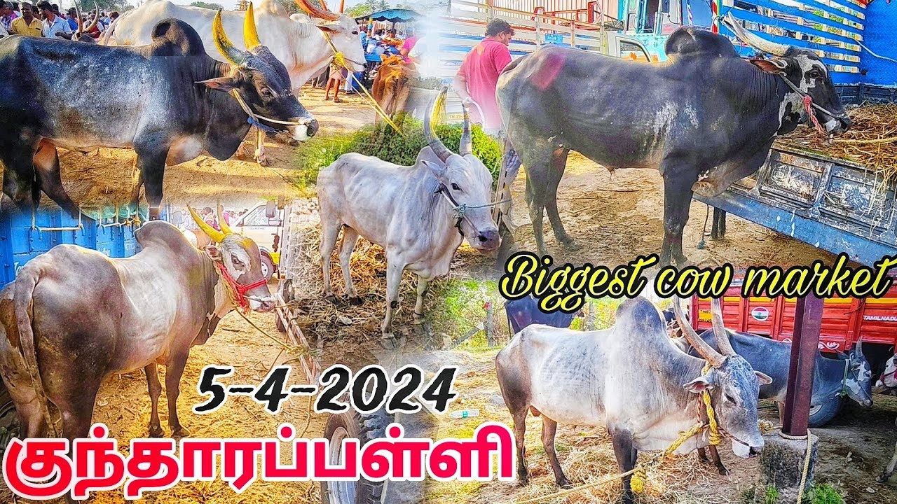 5-4-2024 Biggest cow market In Tamilnadu / kundarapalli Friday market / Krishnagiri district