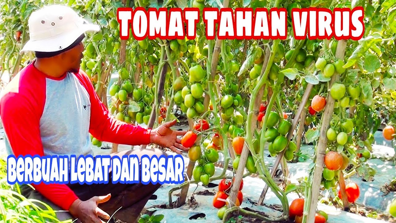 Menanam tomat tahan virus berbuah lebat dan besar