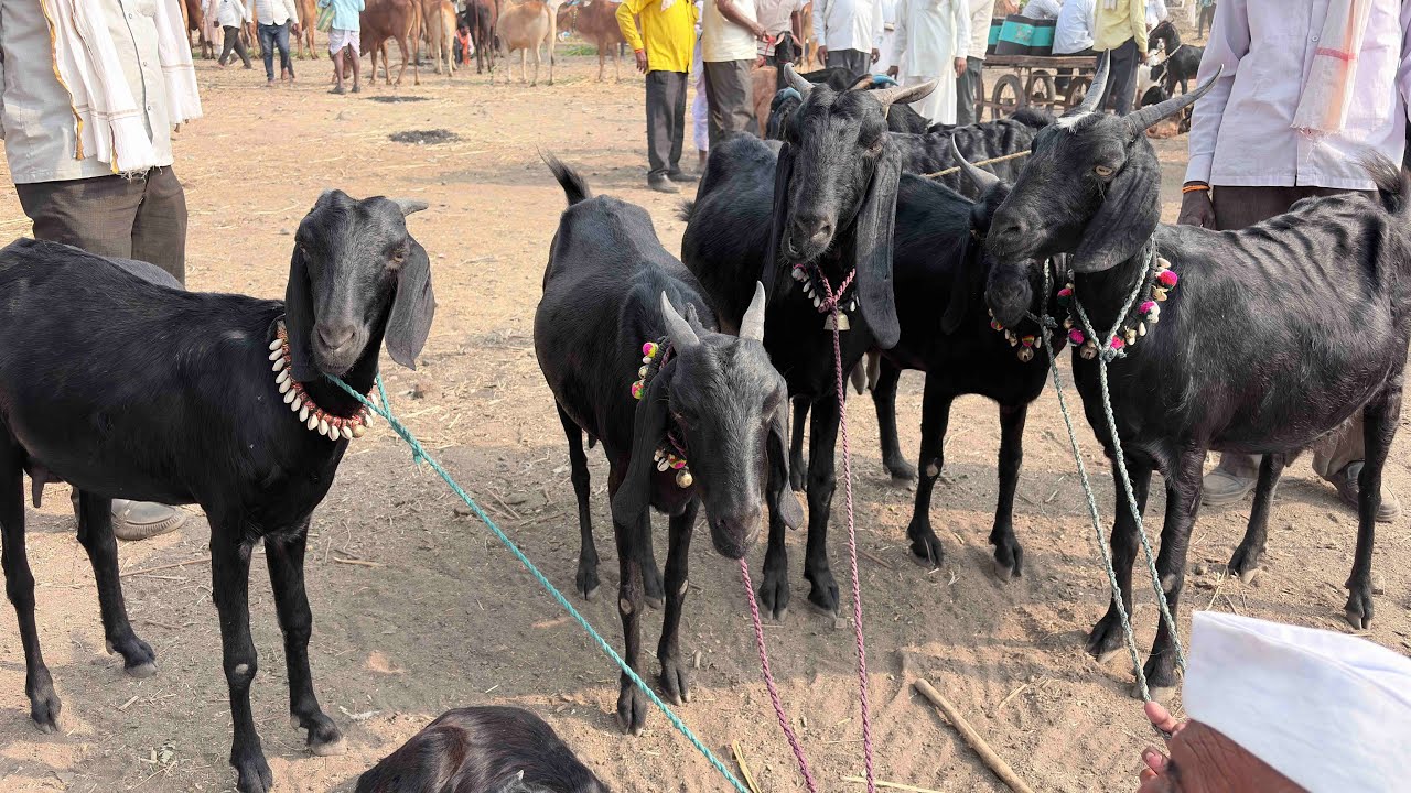 जवळा शेळी बाजार🤩 दि :22/02/2026 | got market जवळा | Akash Suryawanshi vlogs