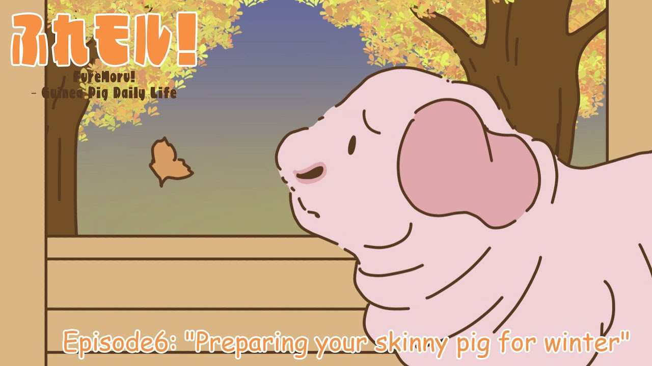 ふれモル第６話　『スキニーモルの冬支度』 Episode6: "Preparing your skinny pig for winter"