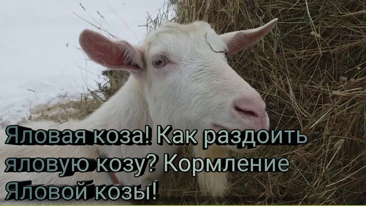 Яловая коза! Как раздоить яловую козу? Кормление Яловой козы!