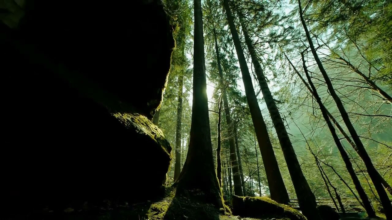 No Copyright Video Stock || Amazing Collection of  Nature || Free Nature Videos