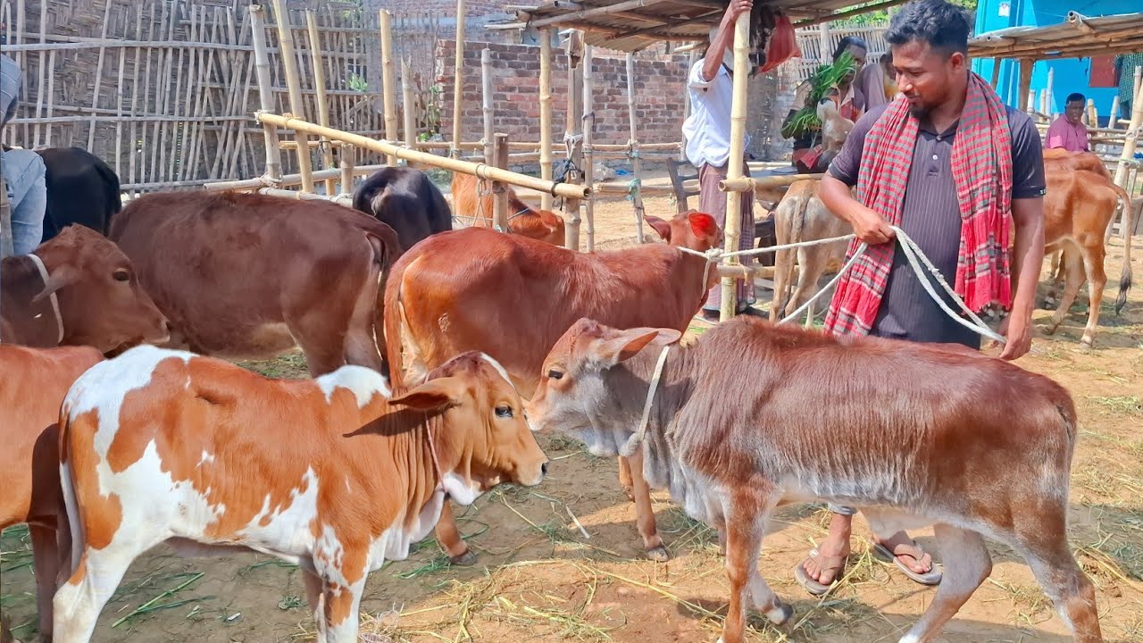 @আজ ৩ মার্চ ২৬ | যশোরের খামারী কেমন দামে ছোট ছোট বাছুর কিনছেন / কিনলেন | আমবাড়ী হাট 