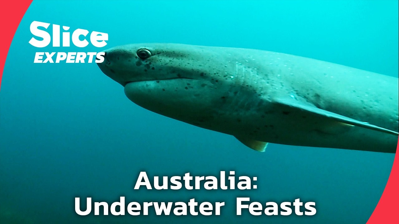 An Underwater Journey in Australia | FULL DOC | SLICE EXPERTS
