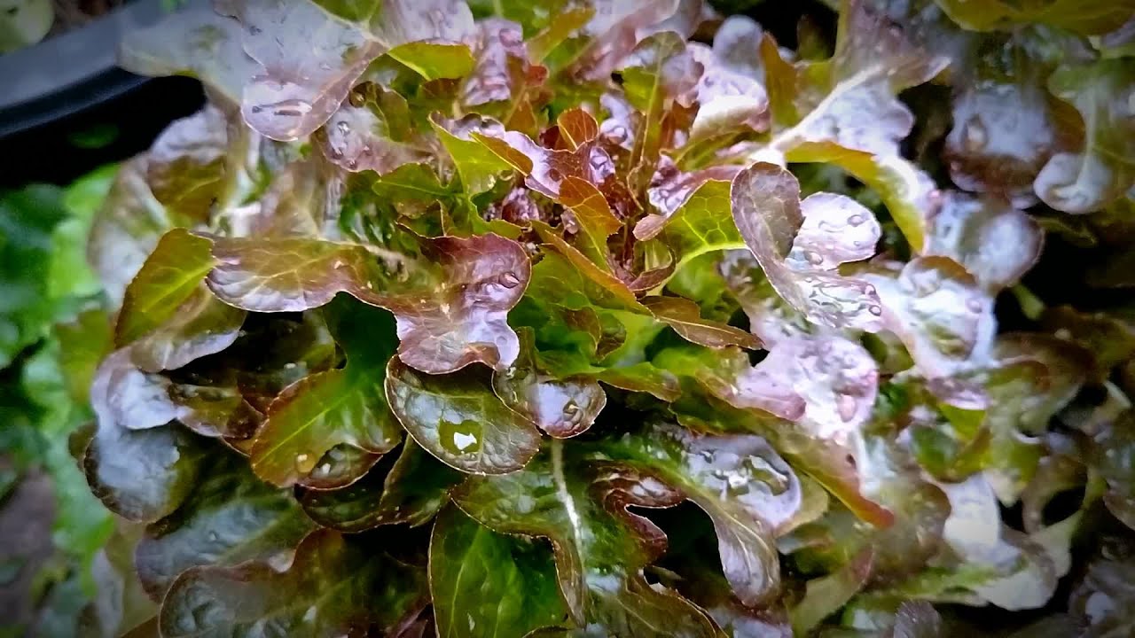 ข้อดีข้อเสียของการเพาะเมล็ดผักสลัดแต่ละแบบ#peatmoss #vanegmond #ปลูกผักสลัด #เกษตรง่ายๆสไตล์มือใหม่