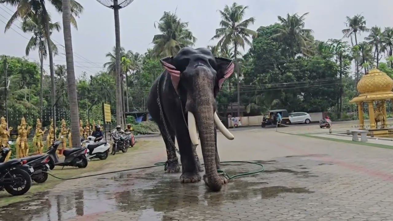 പാമ്പാടി രാജന്റെ കുളി🥰#pambadirajan #athirapalli #aanakotta #elephant #wildanimals #wayanad #ulsavam