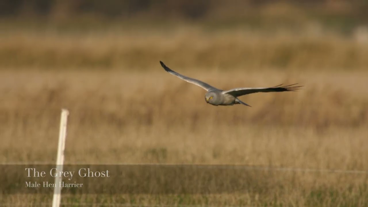 Hen Harrier, The Grey Ghost