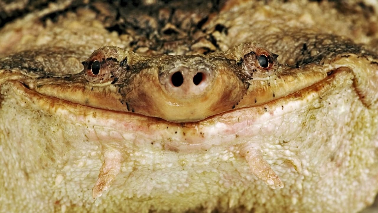 Weekly Wildlife: Mata Mata & Muskellunge