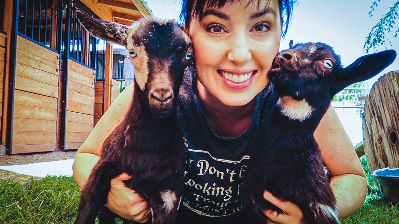 They're HERE! We got new FANCY show goats!