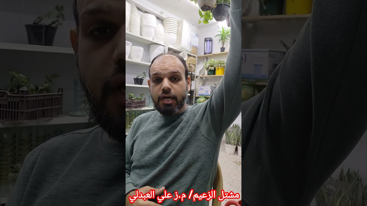 نبات المطاط #نبات_المطاط