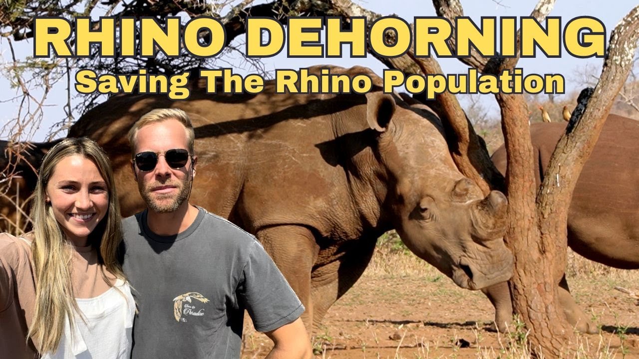 RHINO DEHORNING - An emotional experience to save these majestic animals | SOUTH AFRICA Travel Guide