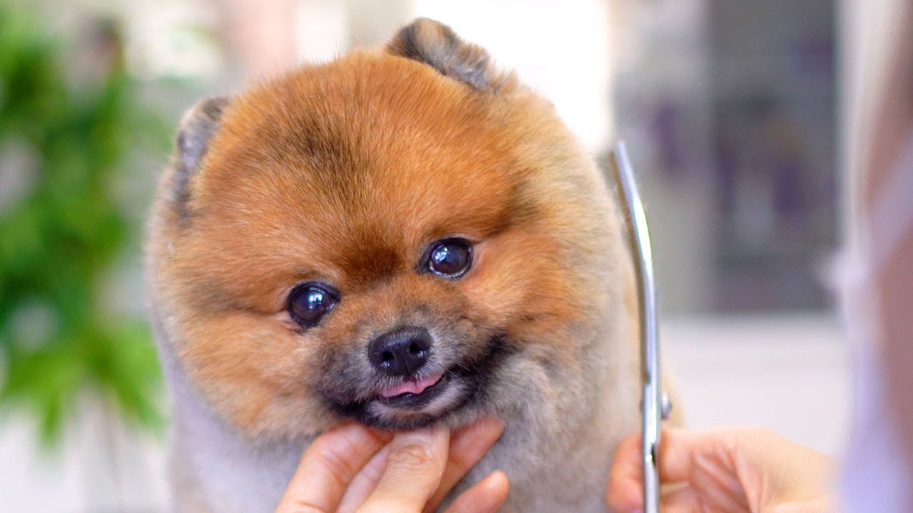 Щенок превратился в плюшевого мишку!🐶❤️