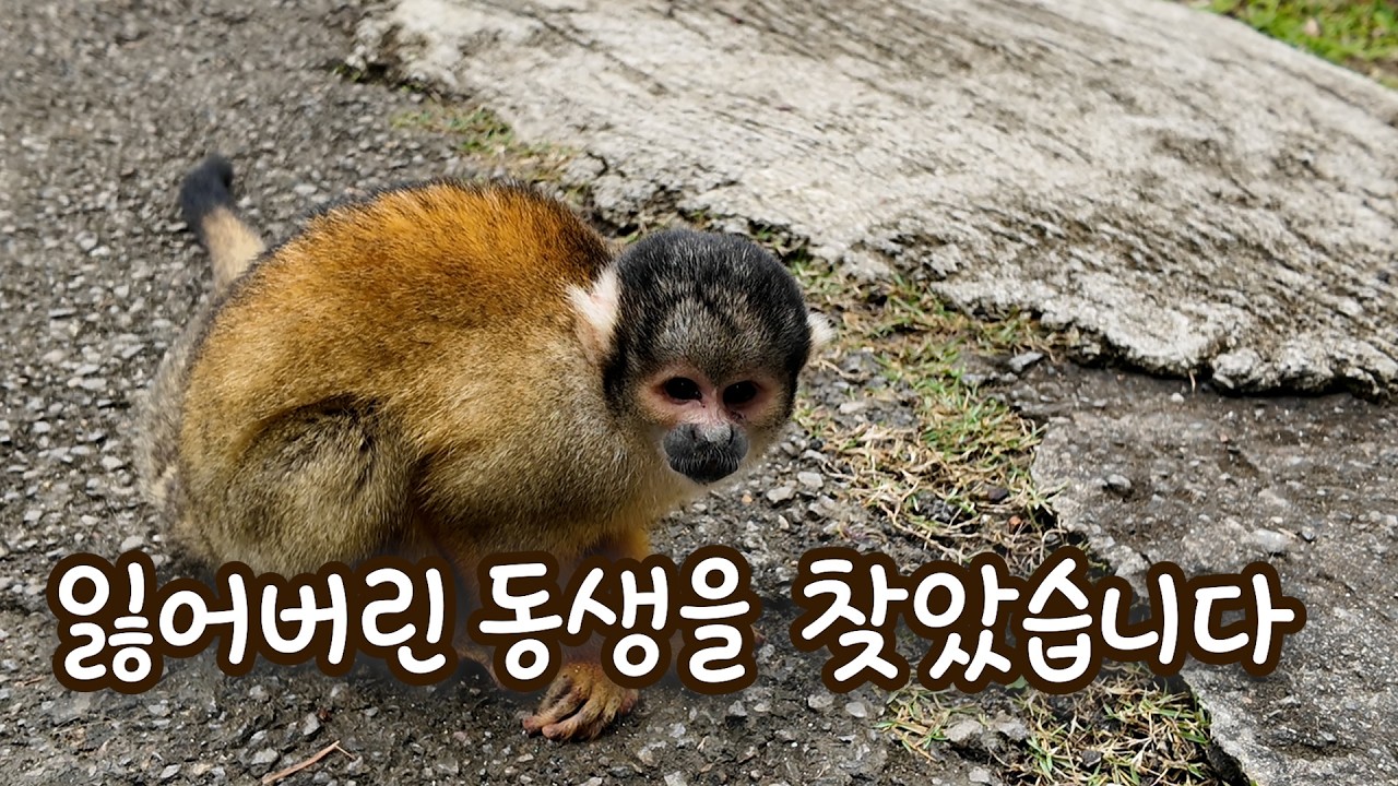 잃어버린 동생을 찾으러 가보자 ［일본 이시가키3］