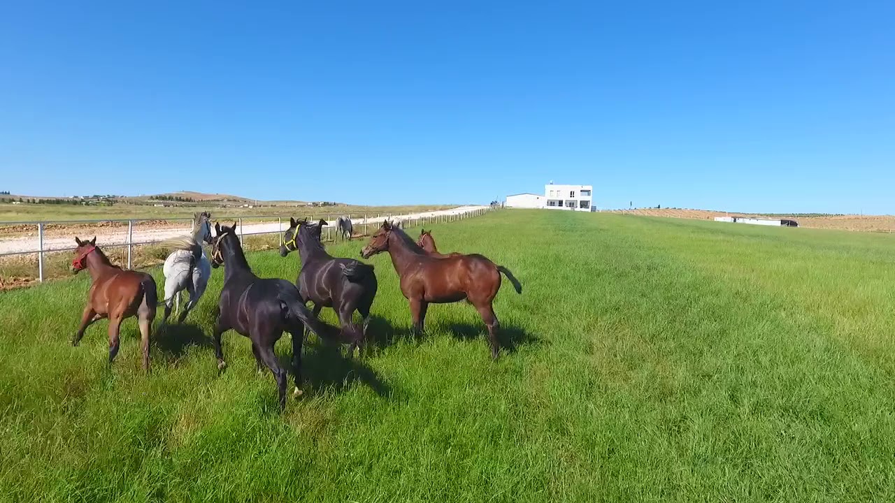 Suruç’ta modern atçılık tesisi inşaa ediliyor.