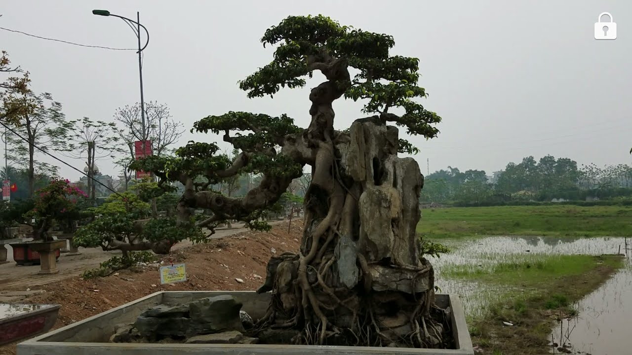 SH.988.Cây Sanh ôm đá nhiều ấn tượng dáng trực huyền tại triển lãm Quốc Oai.