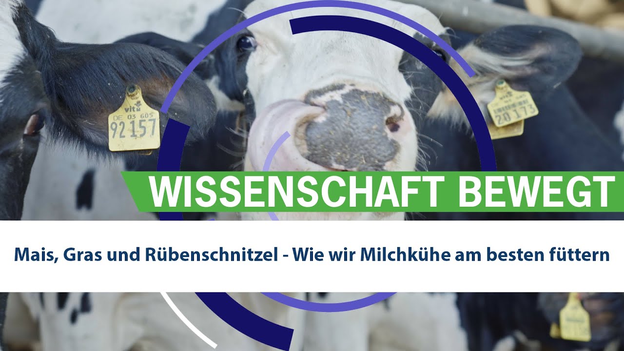 Mais, Gras und Rübenschnitzel: Wie wir Milchkühe am besten füttern
