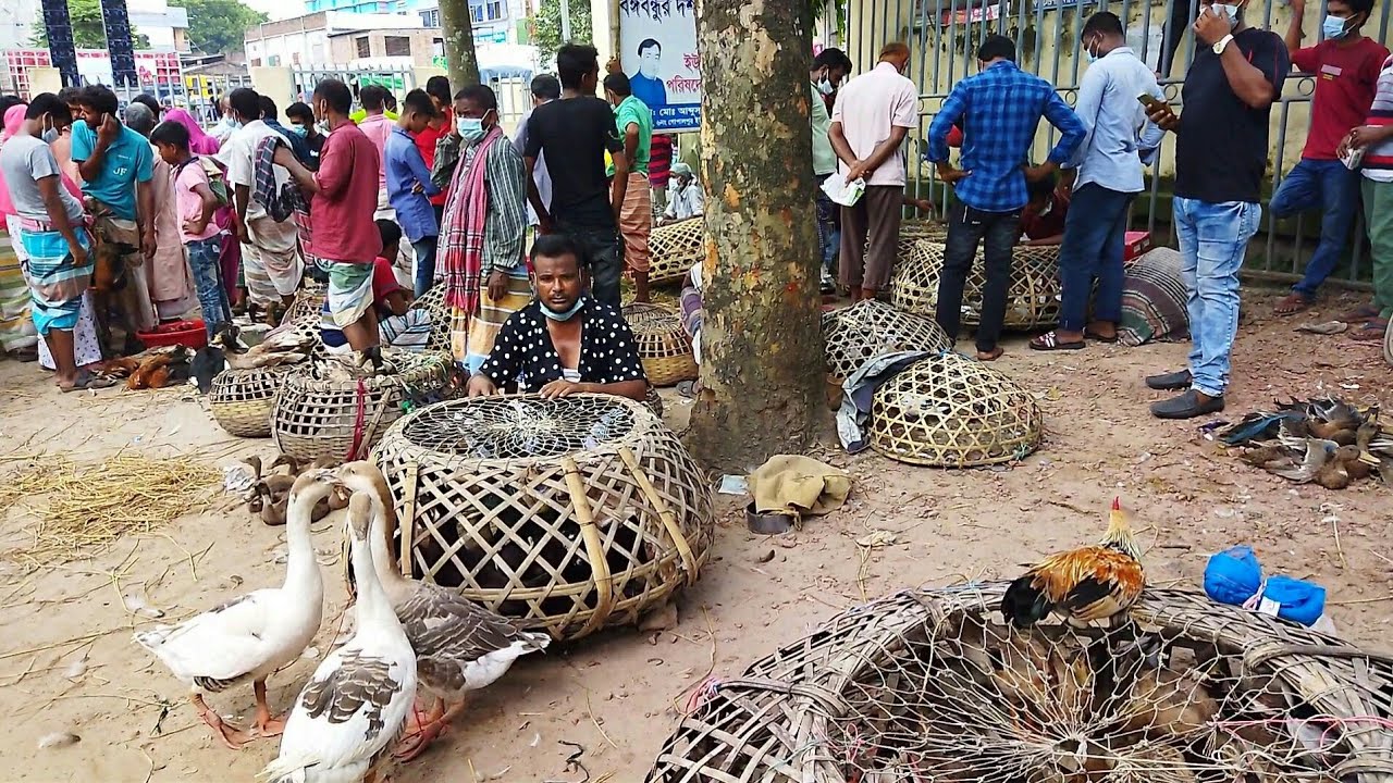নাটোর রাজাপুর হাটে মুরগী, হাঁস, রাজহাঁস, চীনা হাঁস, তিতির পাখি ও কবুতরের বাজার | গ্রামীণ হাট বাজার