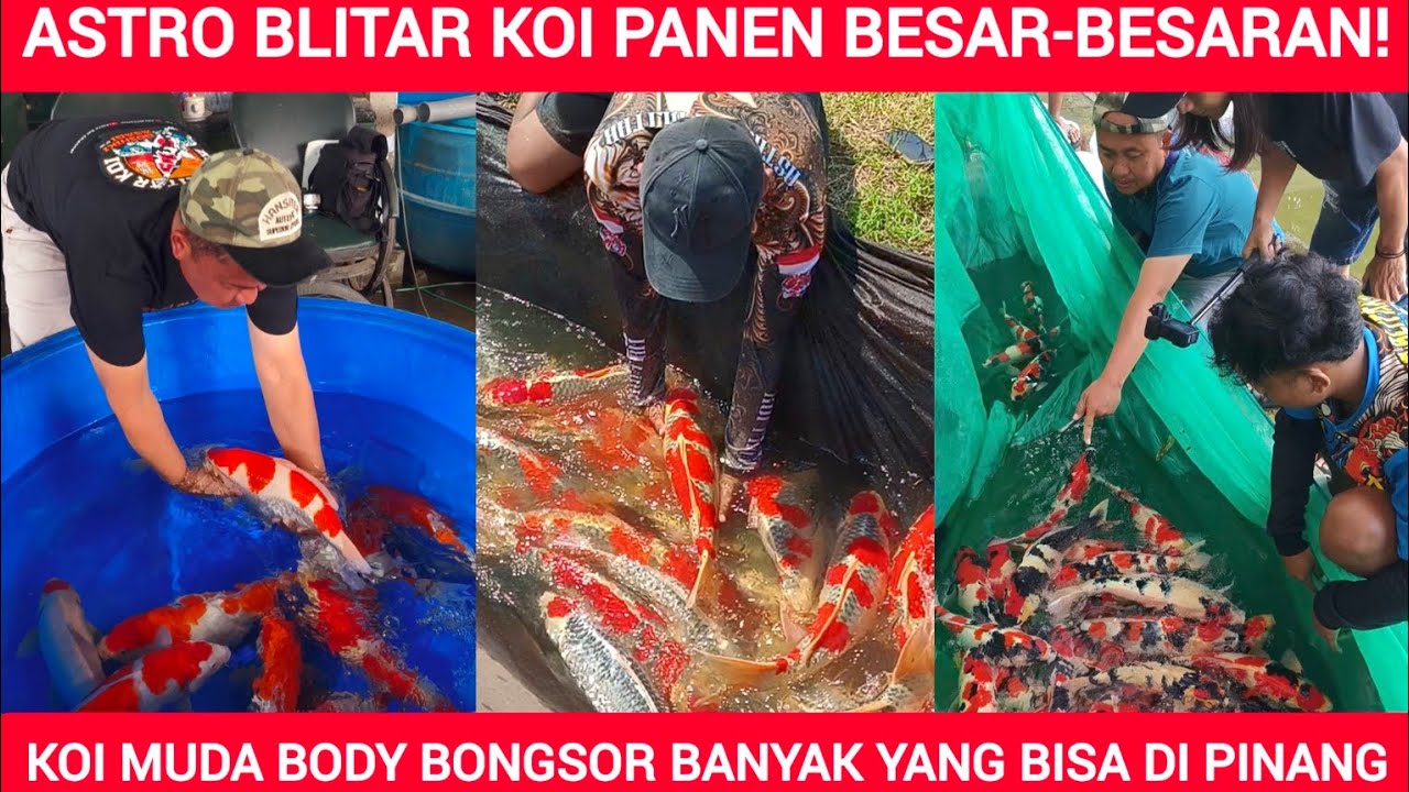 LUAR BIASA❗PANEN BESAR KOI SUPER DARI ASTRO KOI BLITAR❗