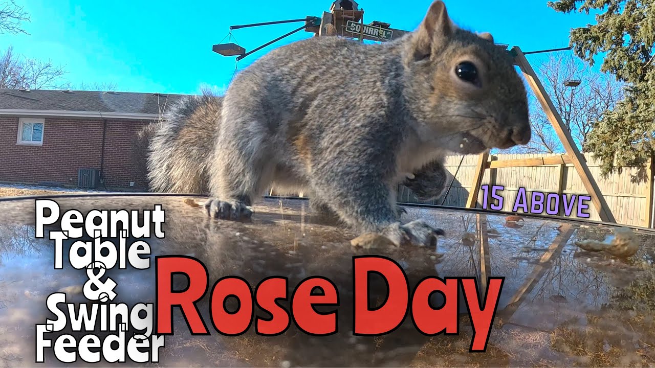Peanut Table Rose Day #squirrels #bluejays #wildlife #wildlifefeeding #gopro 