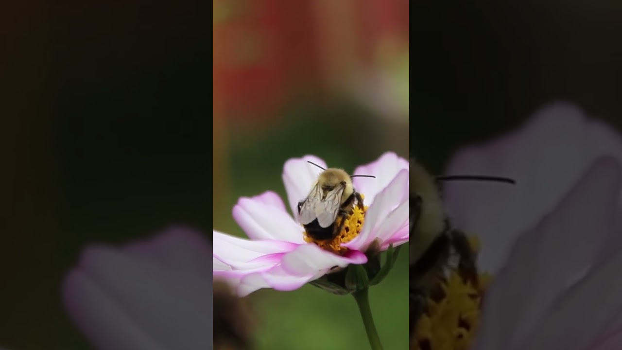 Bee Does The IMPOSSIBLE!  