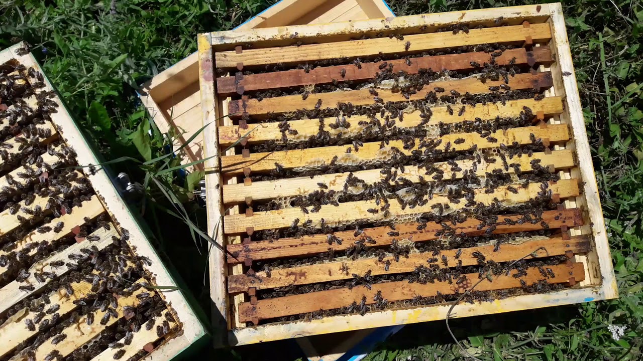 Trajtimi i bletes me shiritat Oxalic & Glicerine per varroa..Erik Sheno