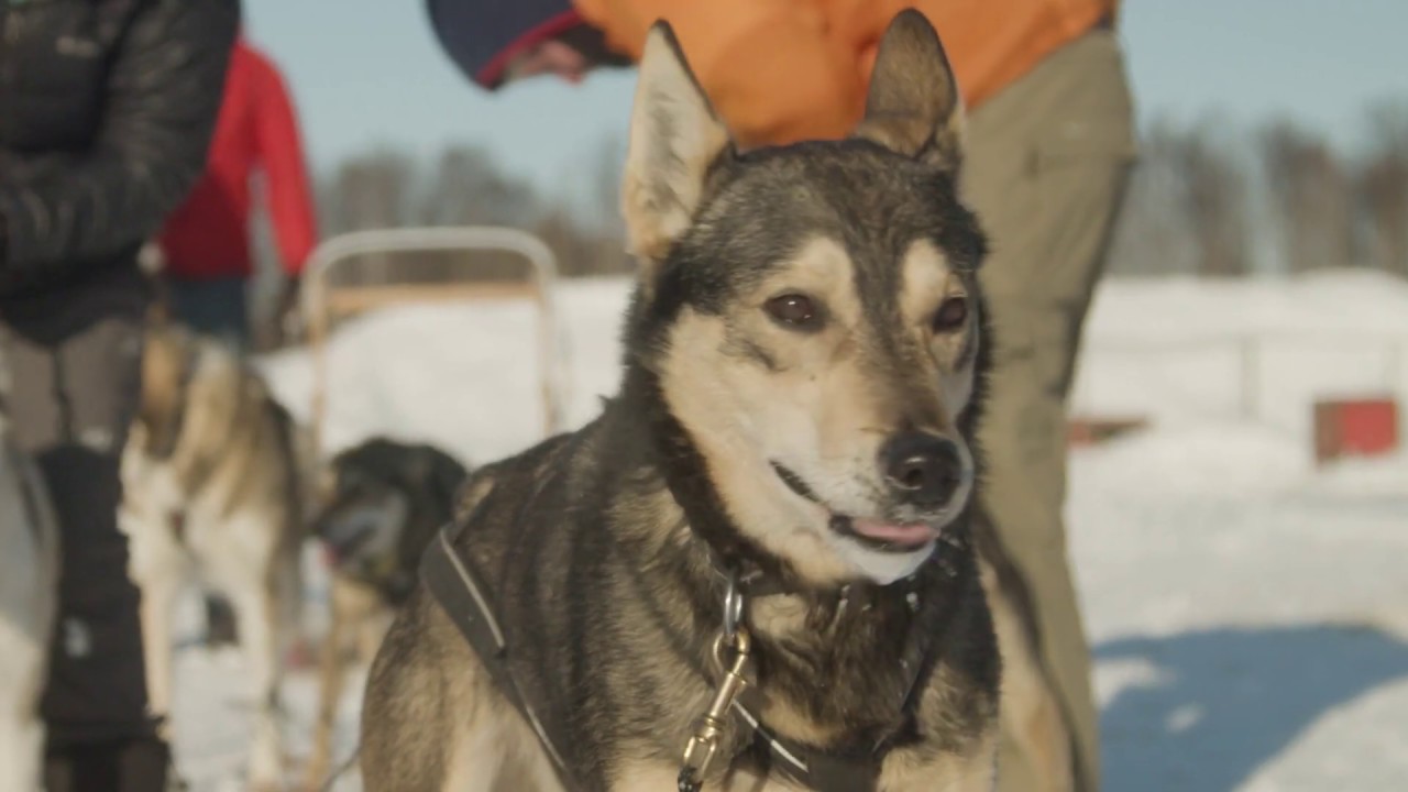AK Sled Dog Tours - Tour Overview