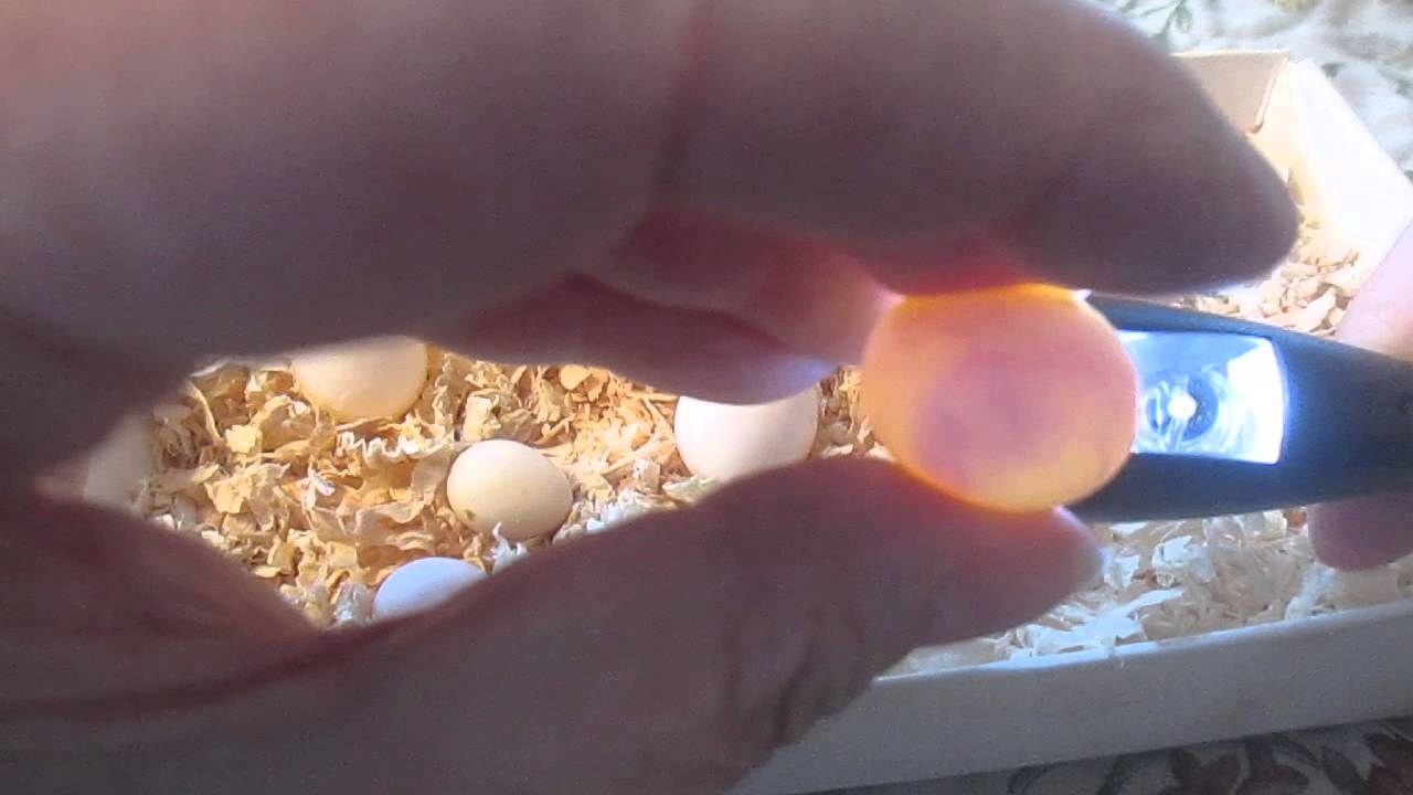 Incubated Fertile Eggs of Small Exotic Birds Moving Inside.