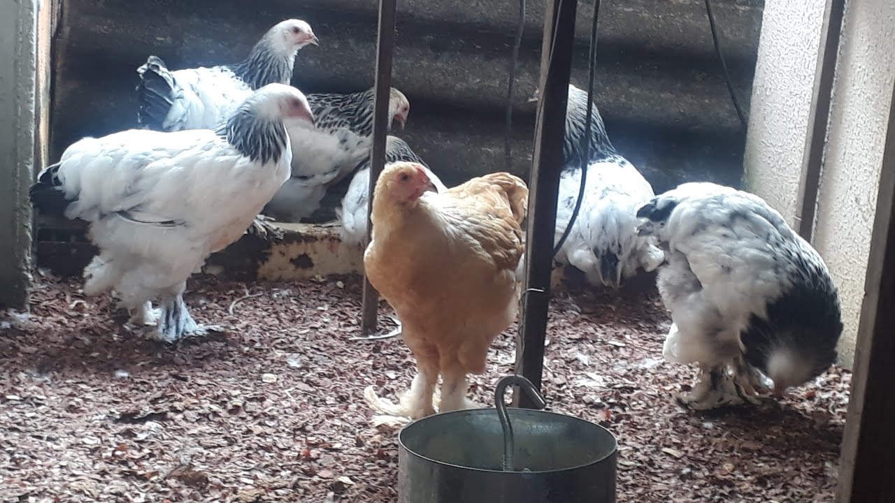 MOSTRANDO OS BRAHMAS LIGHT DO MELHORAMENTO GENÉTICO (Mundo das Brahmas)