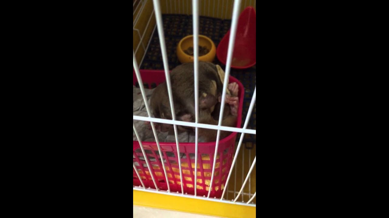 3015.06.22 愛乾淨的小胖7