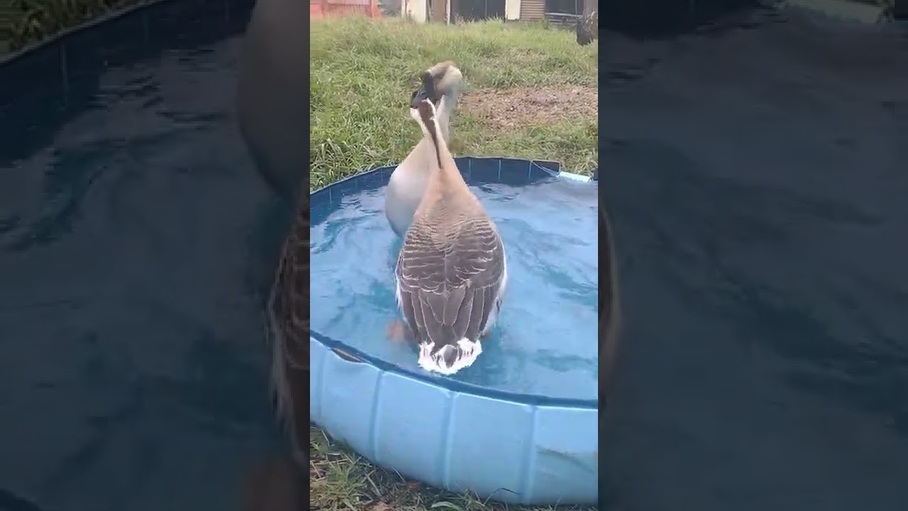 Goose Fight ! But why? Mating? Pecking Order? #goosefight