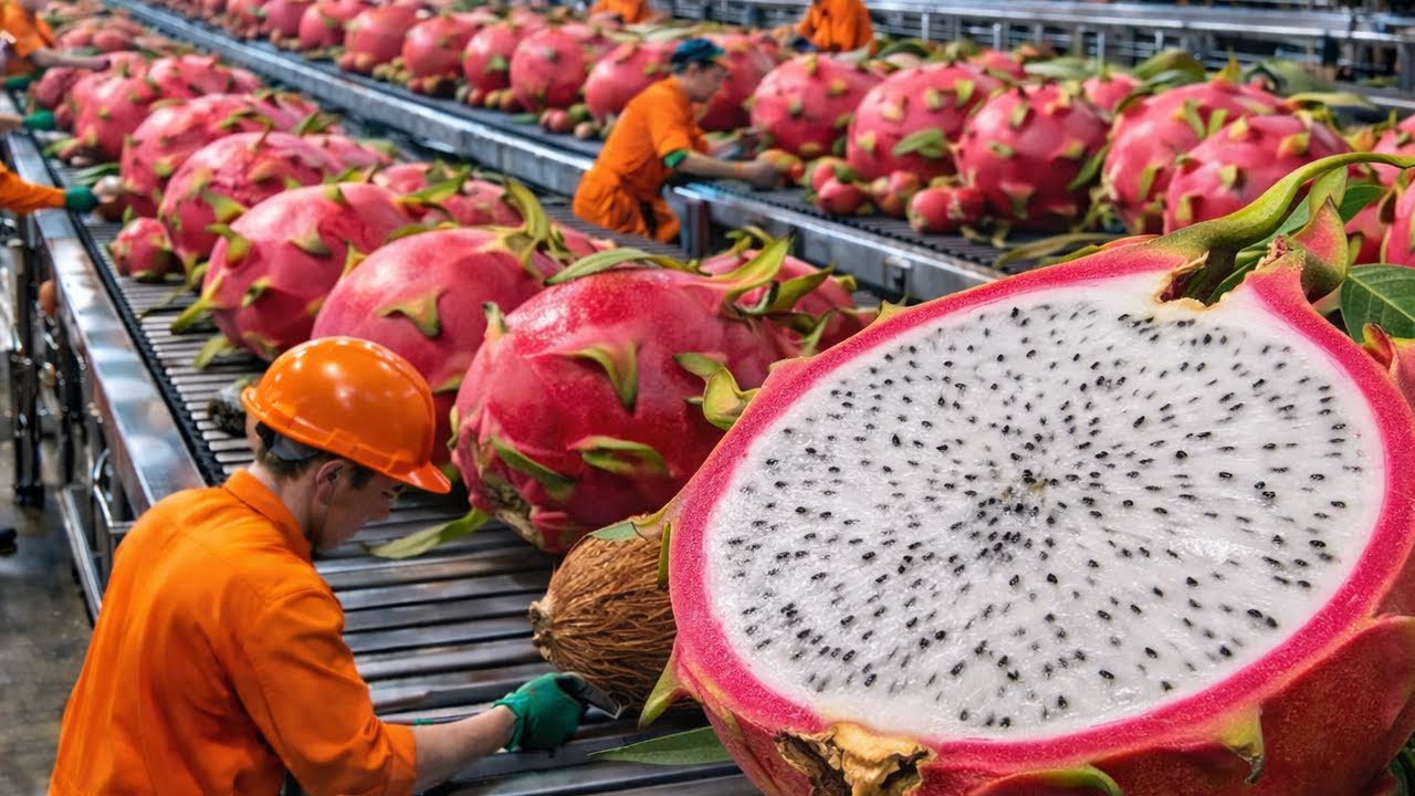 Segredos pouco conhecidos sobre a produção de fruta do dragão