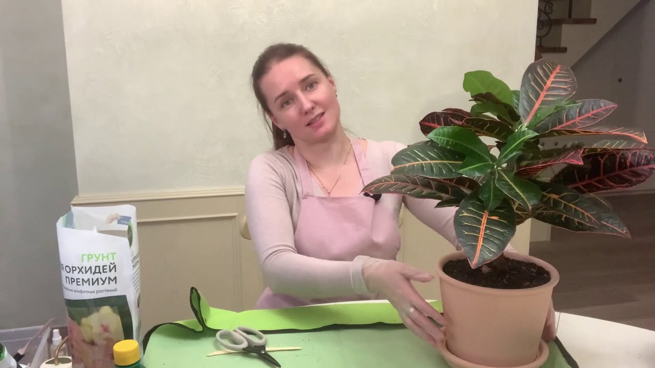 №1.Кодиеум (кротон) . Пересадка после покупки.