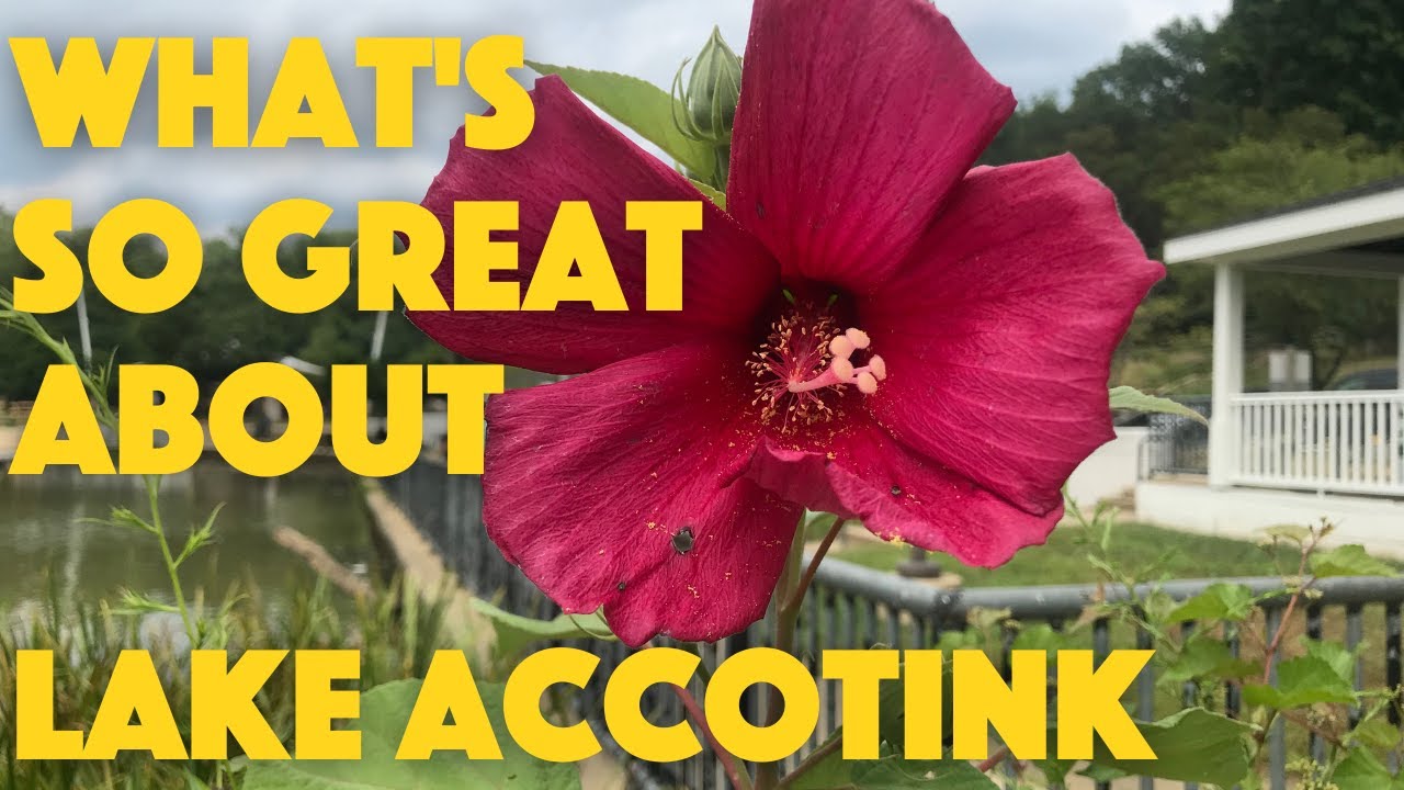 Lake Accotink Park | Best Parks in Northern Virginia