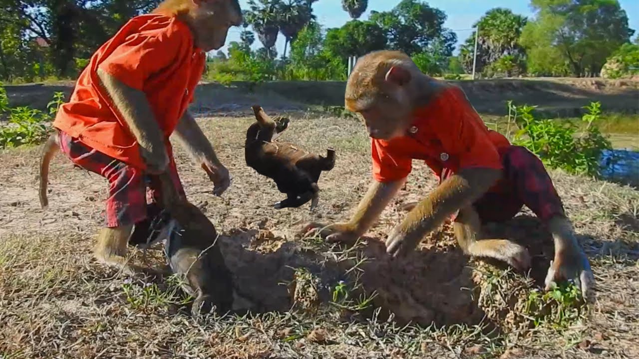 HELP ME ! SokYaa Save Animal Safety, Why Drop Like This ?