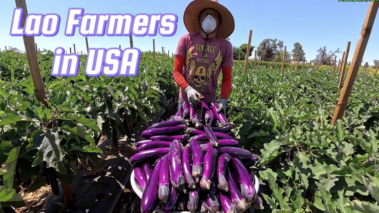 Make a living harvesting eggplant. Lao farmers in Fresno, California,